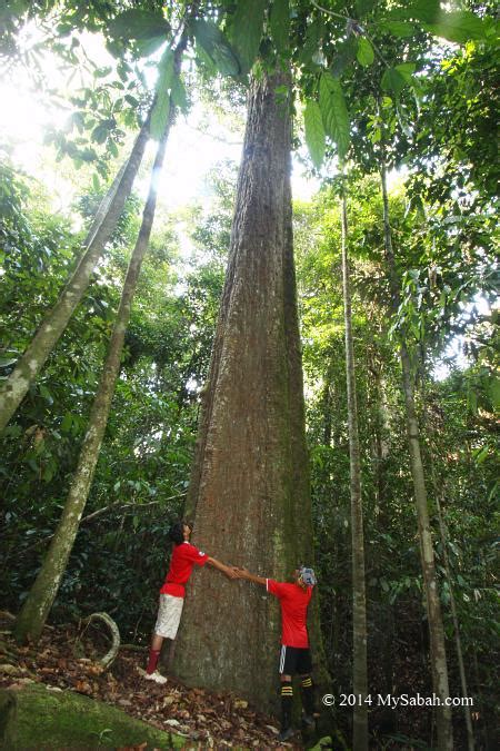 The 10 Most Interesting Trees of Borneo - MySabah.com