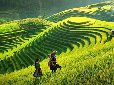 Hoang Su Phi Rice Terraces: Best Time To Visit And 3 Notices