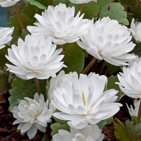 Sanguinaria canadensis f.multiplex | Van Meuwen Flowers Nature, Exotic Flowers, Spring Flowers ...