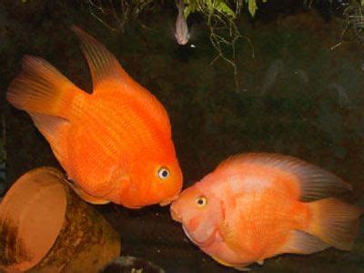 Gallery For > Pink Parrot Cichlid | Cichlids, Parrot fish, Parrot