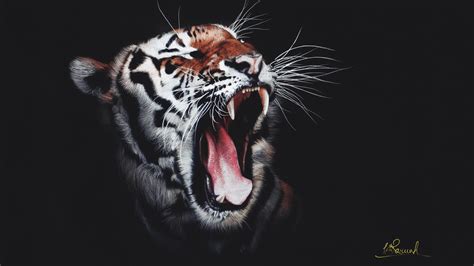 4k Tiger Wallpapers - Wallpaper Cave