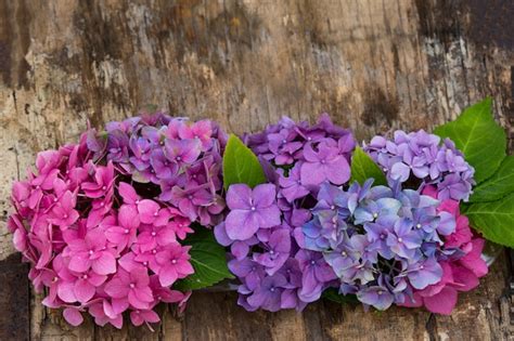 Premium Photo | A bouquet of hydrangeas