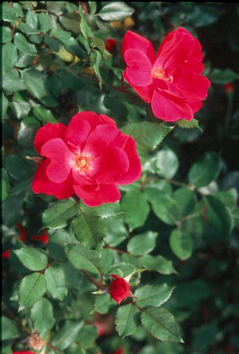 Knock Out roses do require pruning - LSU AgCenter