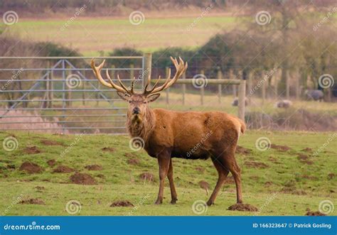 Red Deer Stag with Antlers. Stock Image - Image of grassland, antlers: 166323647