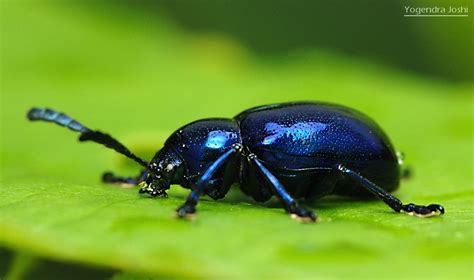 Blue Beetle | Anyone knows its name? it looked like glass wi… | Flickr