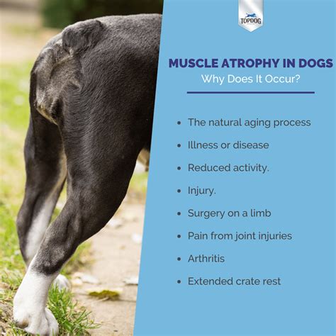 Muscle Atrophy in Dogs: What It Is, How to Spot It and Fix It | TopDog Health