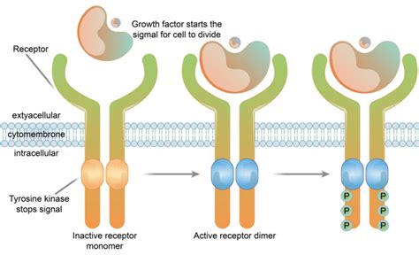 Receptor Tyrosine Kinase Structure