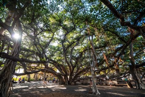 Iconic Lahaina banyan tree threatened by fires: What we know about Maui's historic landmark