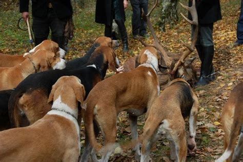 How to Hunt Fox: Everything You Need to Know - Muddy Hunting