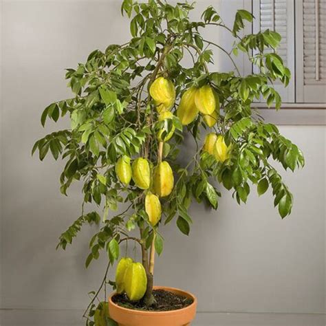 Star Fruit ‘Dwarf Hawaiian’ (Averrhoa carambola)