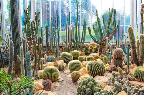 25 Beautiful Cactus Garden Ideas | Trees.com