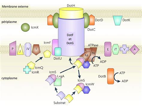 Structure du système de sécrétion de type IV Dot/Icm de L. pneumophila... | Download Scientific ...