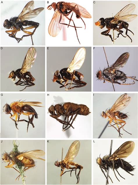 Rhinophoridae, habitus in lateral view. A Apomorphyto inbio ♂ (Costa ...