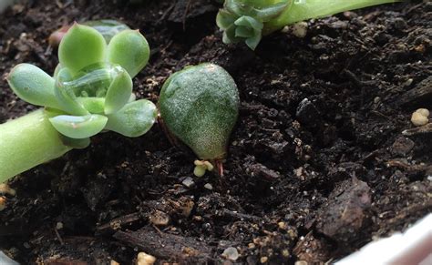 Baby Jade Super Slow Leaf Propagation [Backyard Neophyte Landscaping Blog]