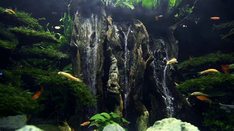 Colorful fishes swim in the large beautiful aquarium with artificial waterfall from wood and ...