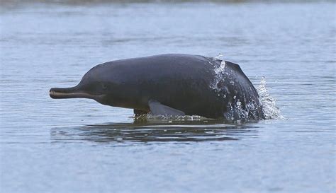 indus river dolphin Archives - Whale & Dolphin Conservation USA