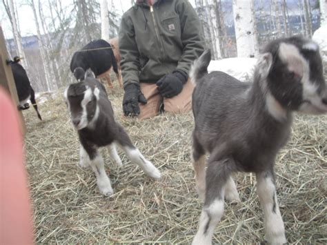 Wild Roots Homestead: Kids play with goat kids