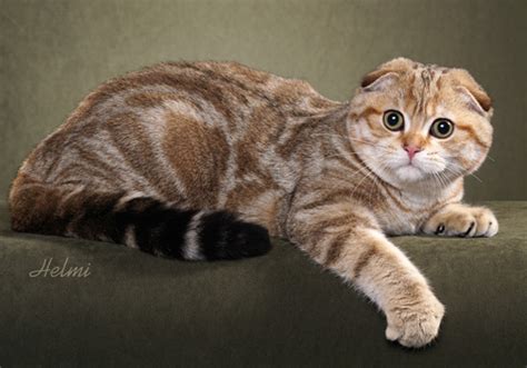 Meet the Scottish Fold, famous cat breed. - Way of Cats
