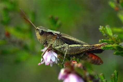 Grasshopper | The Biggest Animals Kingdom