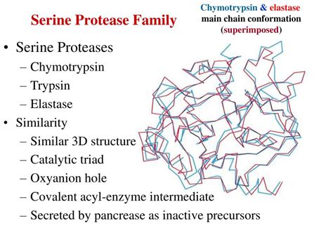 PPT - Catalytic Mechanism of Chymotrypsin slide 1 PowerPoint Presentation - ID:435916