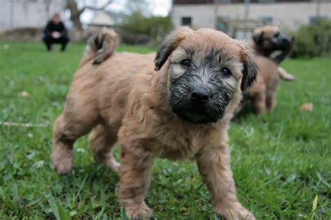 Soft Coated Wheaten Terrier | Dog Breeds Facts, Advice & Pictures | Mypetzilla UK