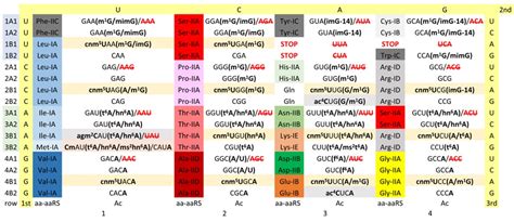 “Superwobbling” and tRNA-34 wobble and tRNA-37 anticodon loop ...