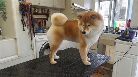 Woolly Shiba — Royal Kennels