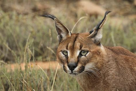 Caracal l Magnificent Wild Feline - Our Breathing Planet