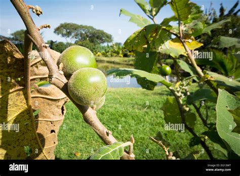 Cocona Fruit growing on a branch of a Cocona plant against a Blue Sky ...