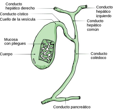 ¿Qué es la vía biliar extrahepática? - Homo medicus