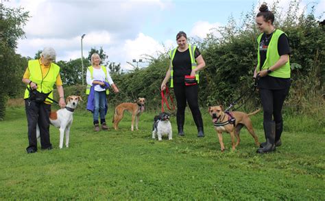 Volunteering - Ashbourne Animal Welfare