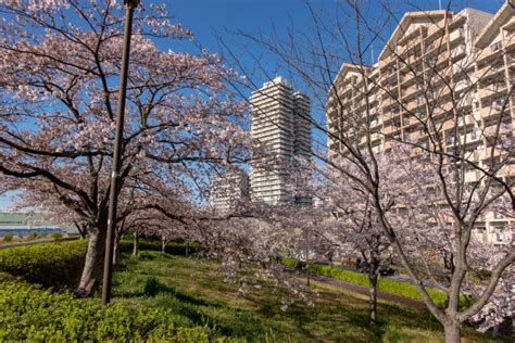 Arakawa River Cherry Blossoms in Japan Tokyo Stock Photo - Image of full, blossoms: 174627062