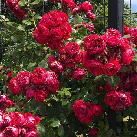 10 Climbing Roses For The Perfect Greek Garden | Storables