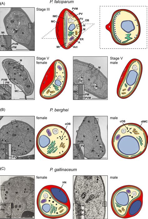 Morphological features of gametocytes across Plasmodium lineages. Shown... | Download Scientific ...