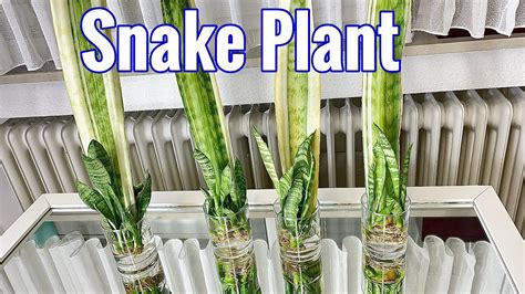 Snake Plant Propagation In Water - Plant Ideas