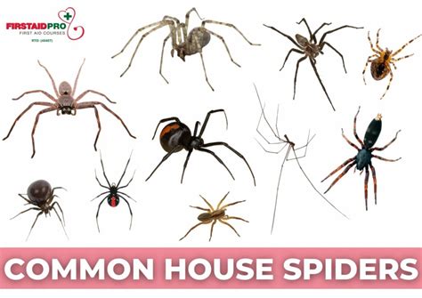 How Dangerous are Common Australian Spiders - First Aid Pro Brisbane