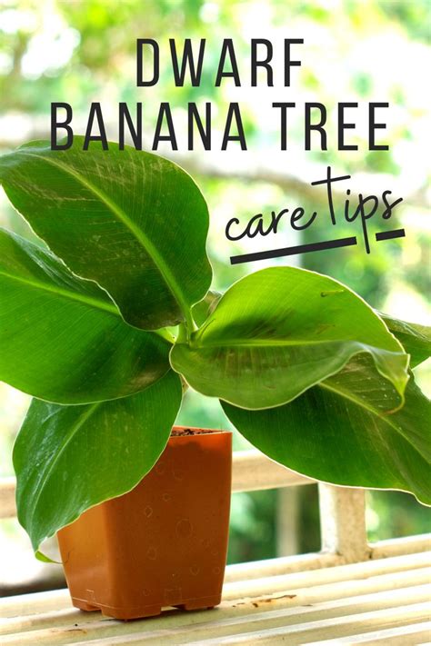 How to Care and Propagate the Dwarf Banana Tree in 2023 | Banana plant care, Banana tree, Banana ...