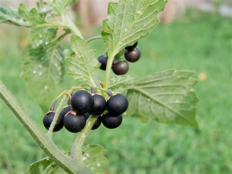 Black Nightshade Organic Weed Control - Harvest to Table