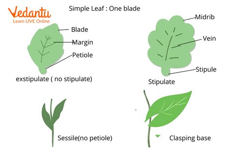 Difference Between Palmate and Pinnate Compound Leaves | Learn ...