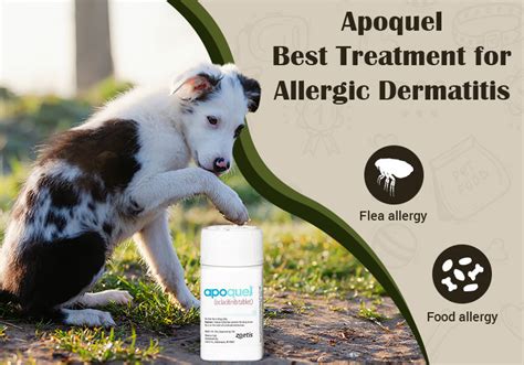 Apoquel – Best Treatment for Allergic Dermatitis