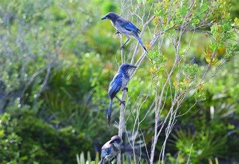 Florida Scrub-Jay | Florida State Parks