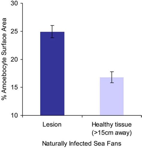 Amoebocytes are heterogeneously distributed within individual naturally... | Download Scientific ...