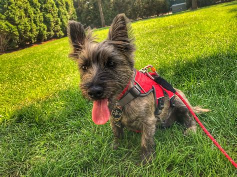 She's too cute. #puppy #bushlandterrier #terrier | Spoiled puppy, Cairn ...