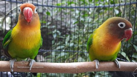 Lovebird Singing & Chirping Sounds - Green Fischer Pair | African love ...