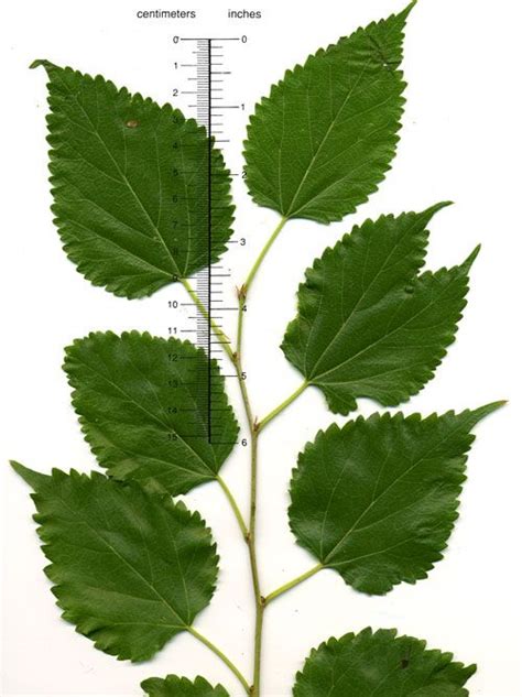 Morus rubra - Red Mulberry | Plant leaves, Morus, Plants