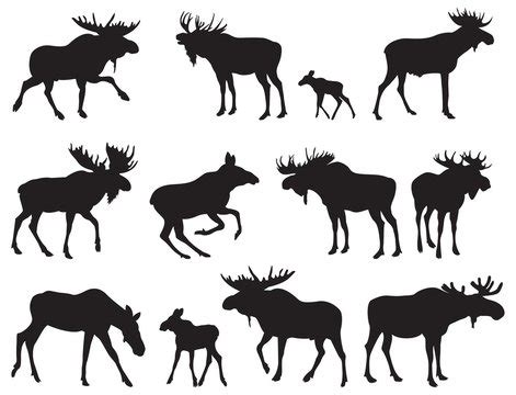 Moose Silhouette