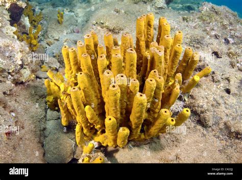 Sponges (Porifera Stock Photo, Royalty Free Image: 36925354 - Alamy