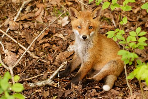 More fox cubs – Hakodate Birding