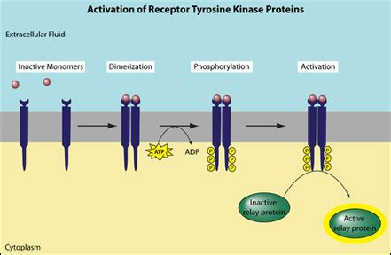 Tyrosine-Kinase - AP Biology