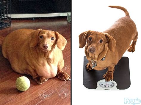 This Morbidly Obese Dachshund Ate Pizzas and Burgers for Years. Its ...